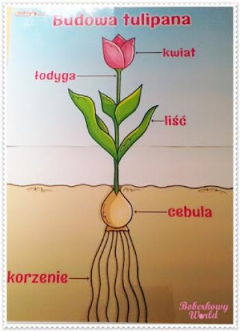 budowa tulipana